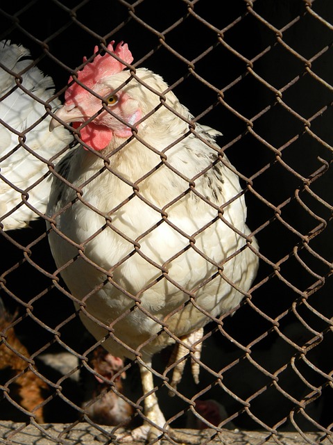 关注心血管 关注心血管