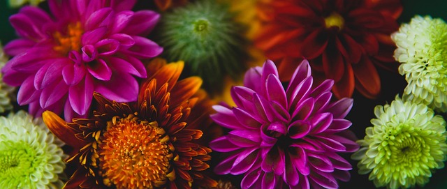 葡萄牙的罗 葡萄牙的罗