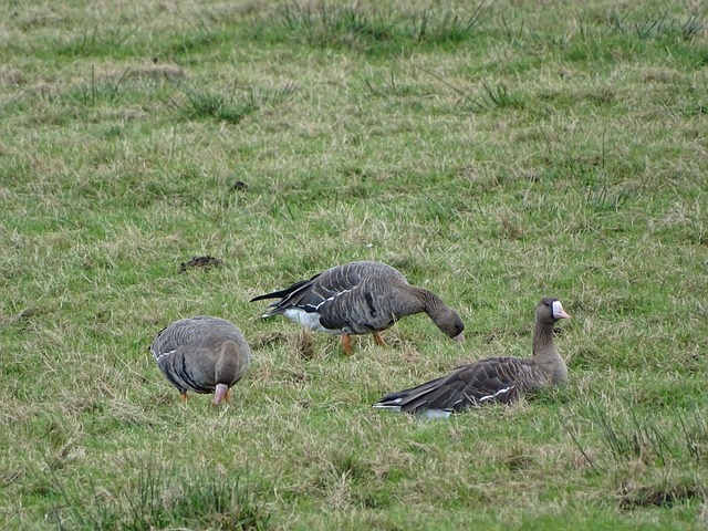 南安普顿的 南安普顿的